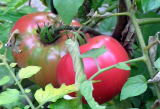 家庭菜園　トマトの生育写真　（神奈川県横浜市）　：外構施工業　「エクステリア横浜」　施工